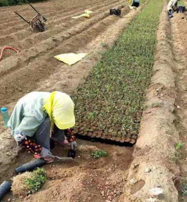 百合3.png 百合3.png